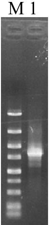 Bacillus licheniformis for enhancing expression of cysP and preparation method and application thereof