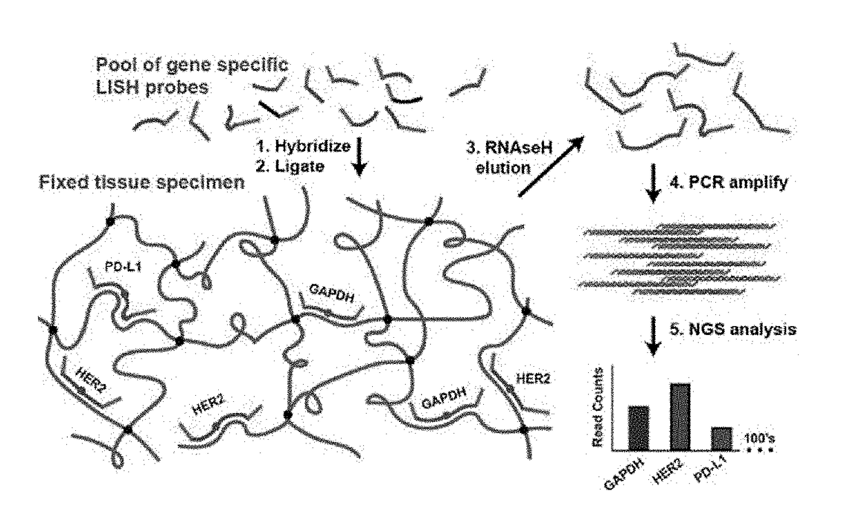 Compositions and methods of RNA analysis