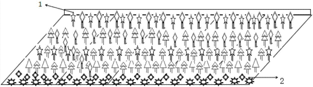 Multidimensional grid type landscape pattern blocking system for preventing and controlling harm of anoplophora glabripennis to sugar maples and construction method