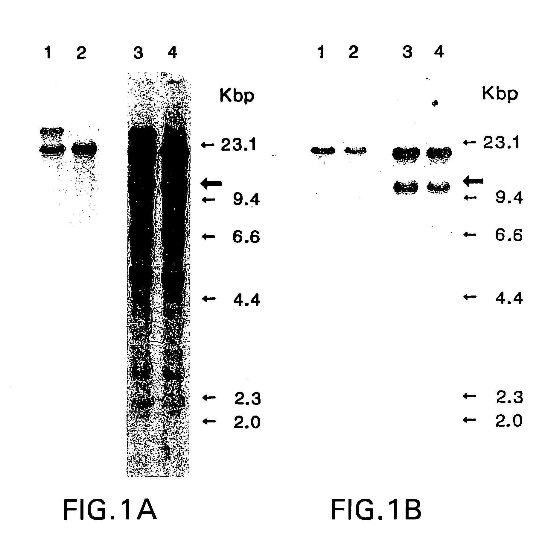 Antibodies for the alpha platelet-derived growth factor receptor