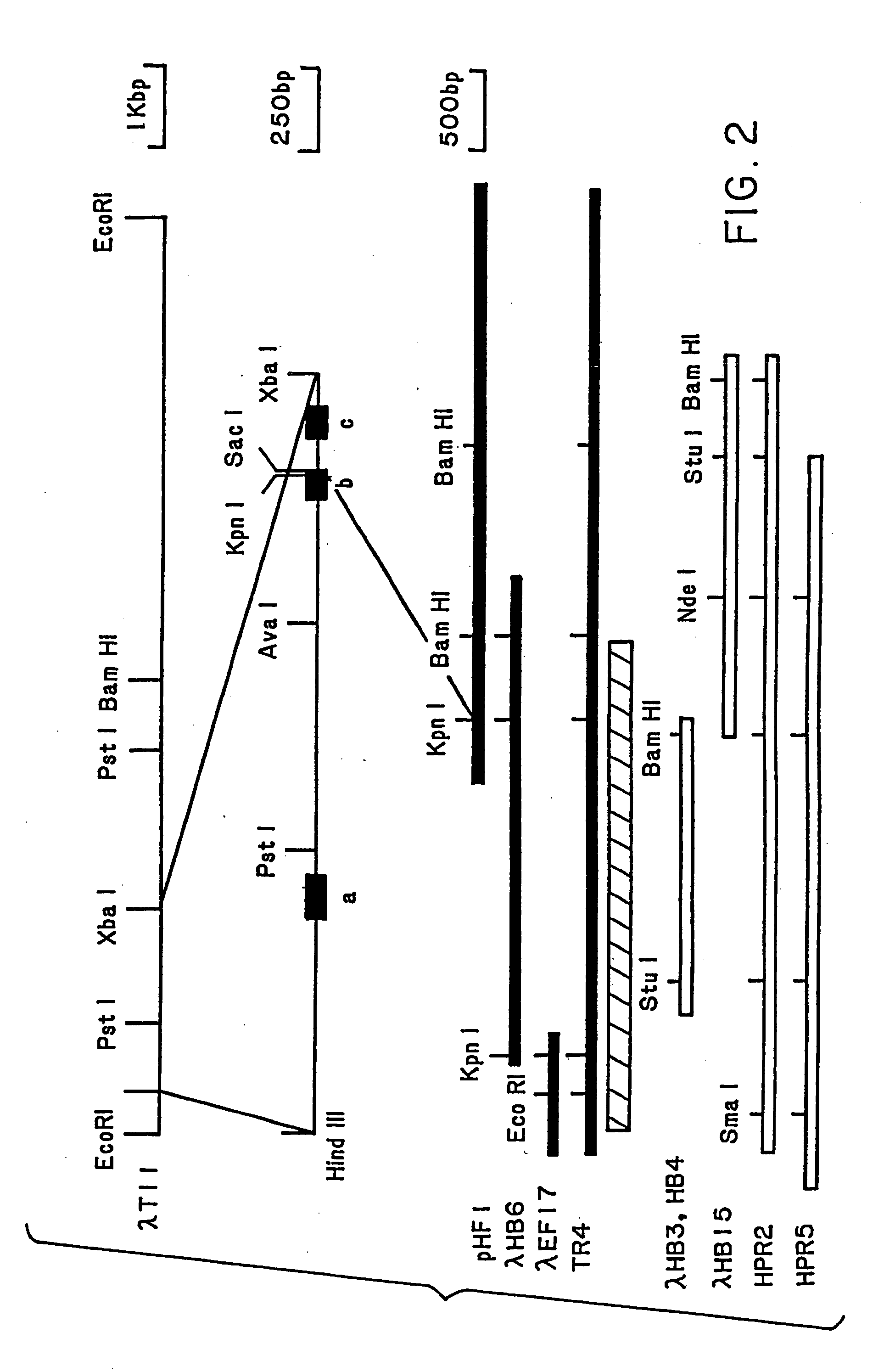 Antibodies for the alpha platelet-derived growth factor receptor