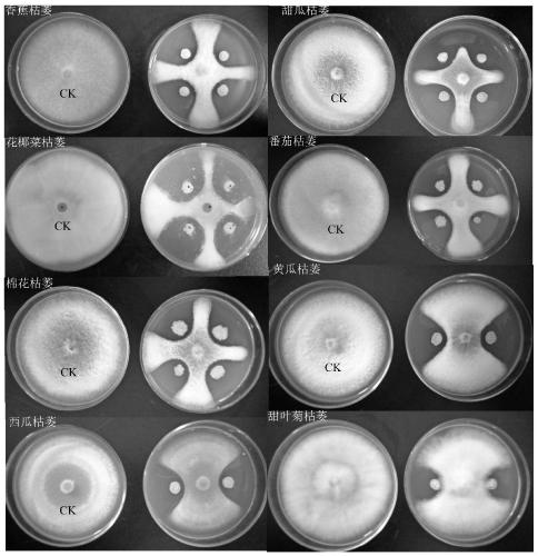 Bacillus subtilis and application thereof