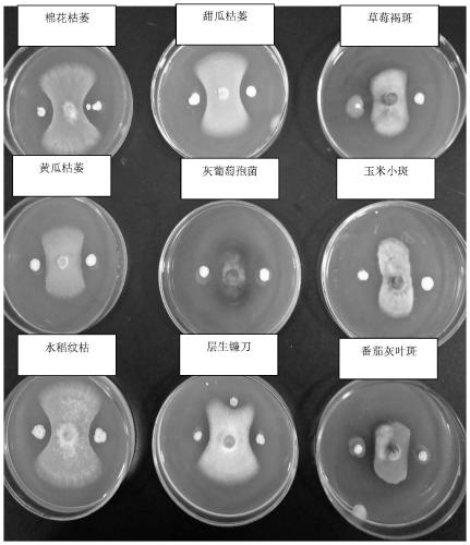 Bacillus subtilis and application thereof