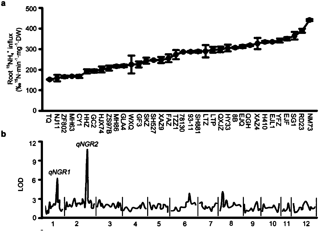 Gene capable of increasing nitrogen fertilizer utilization efficiency and yield of rice and application thereof