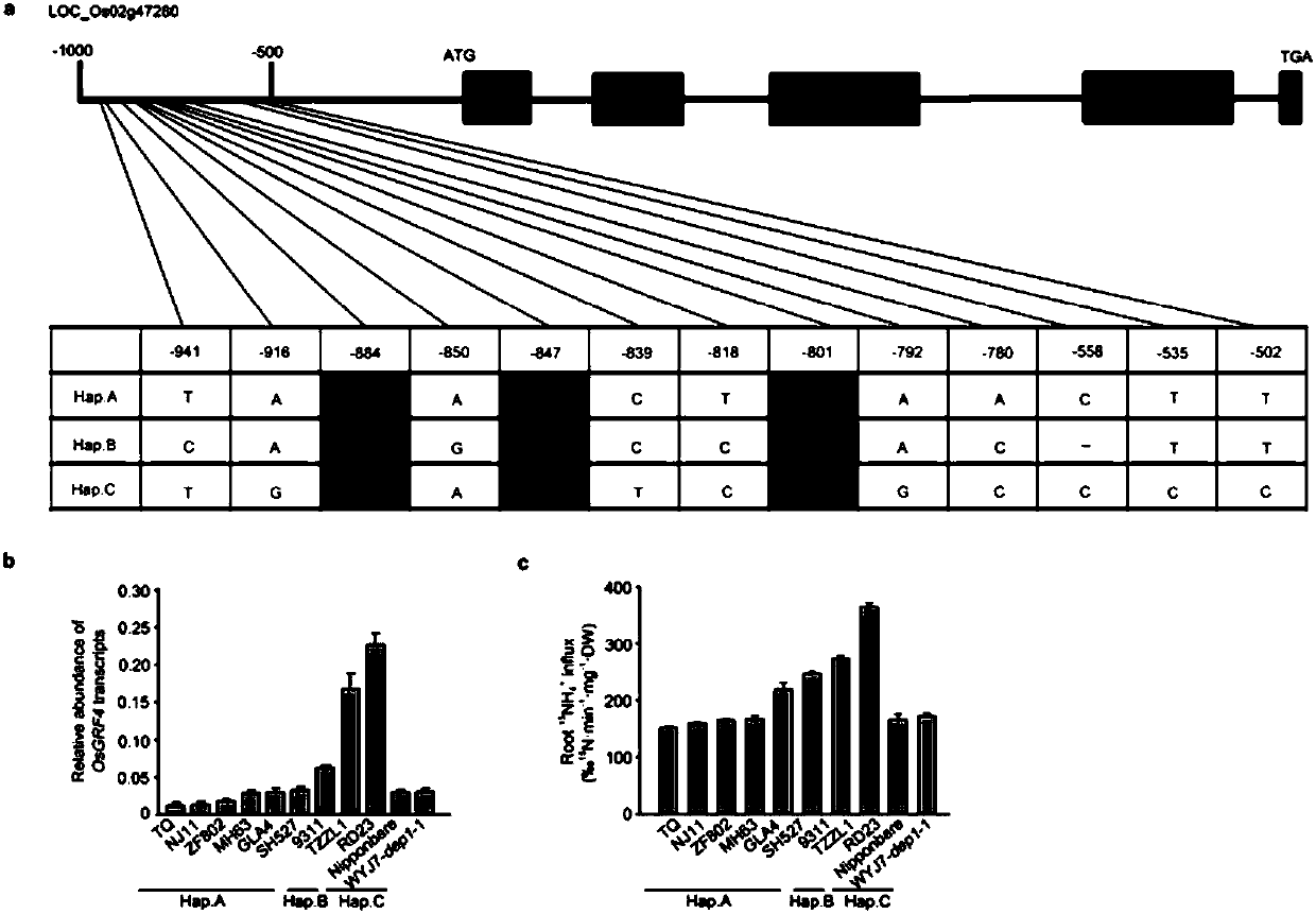 Gene capable of increasing nitrogen fertilizer utilization efficiency and yield of rice and application thereof