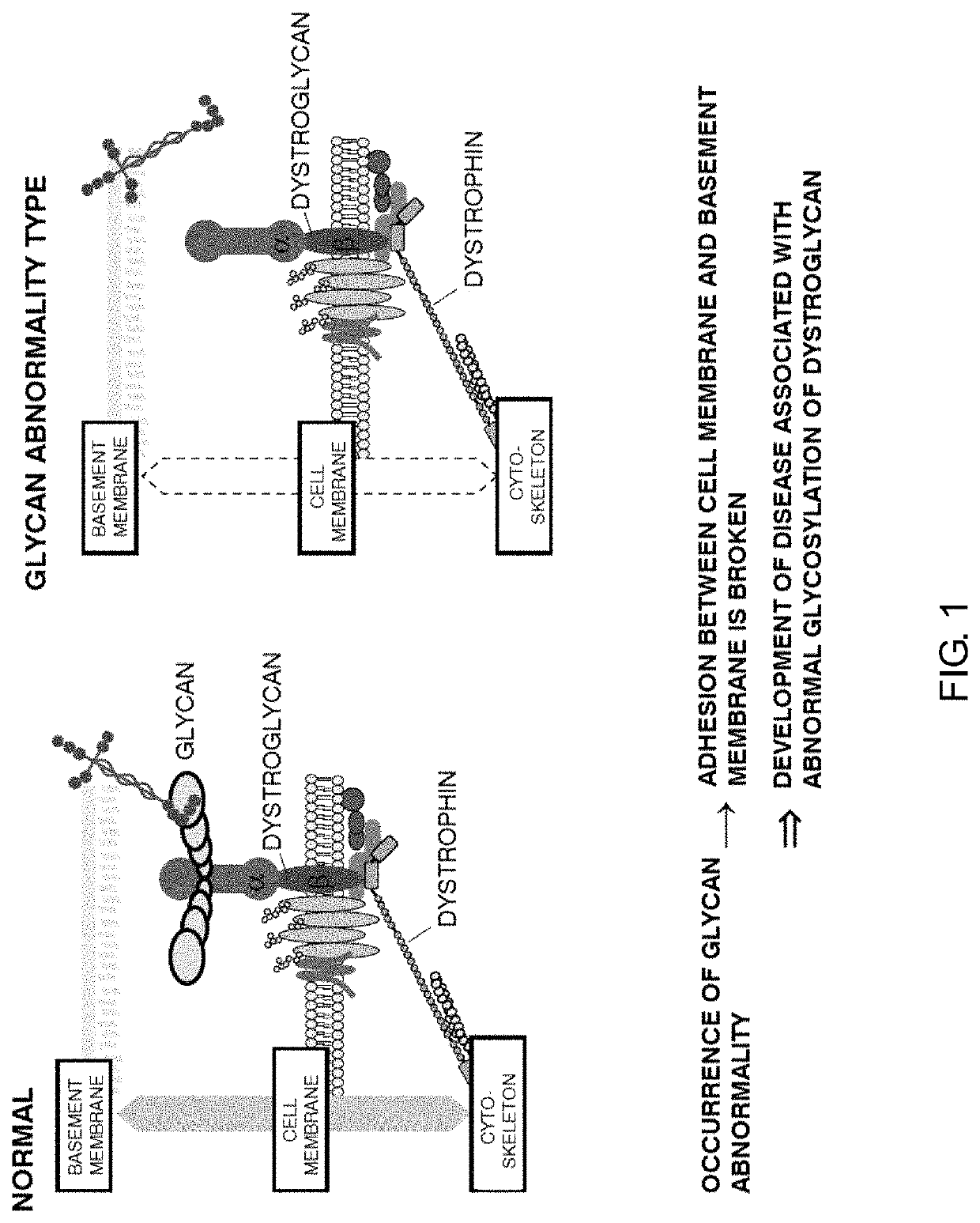 Therapeutic agent for diseases associated with abnormalities in dystroglycan sugar chain modification and method for assaying associated enzyme