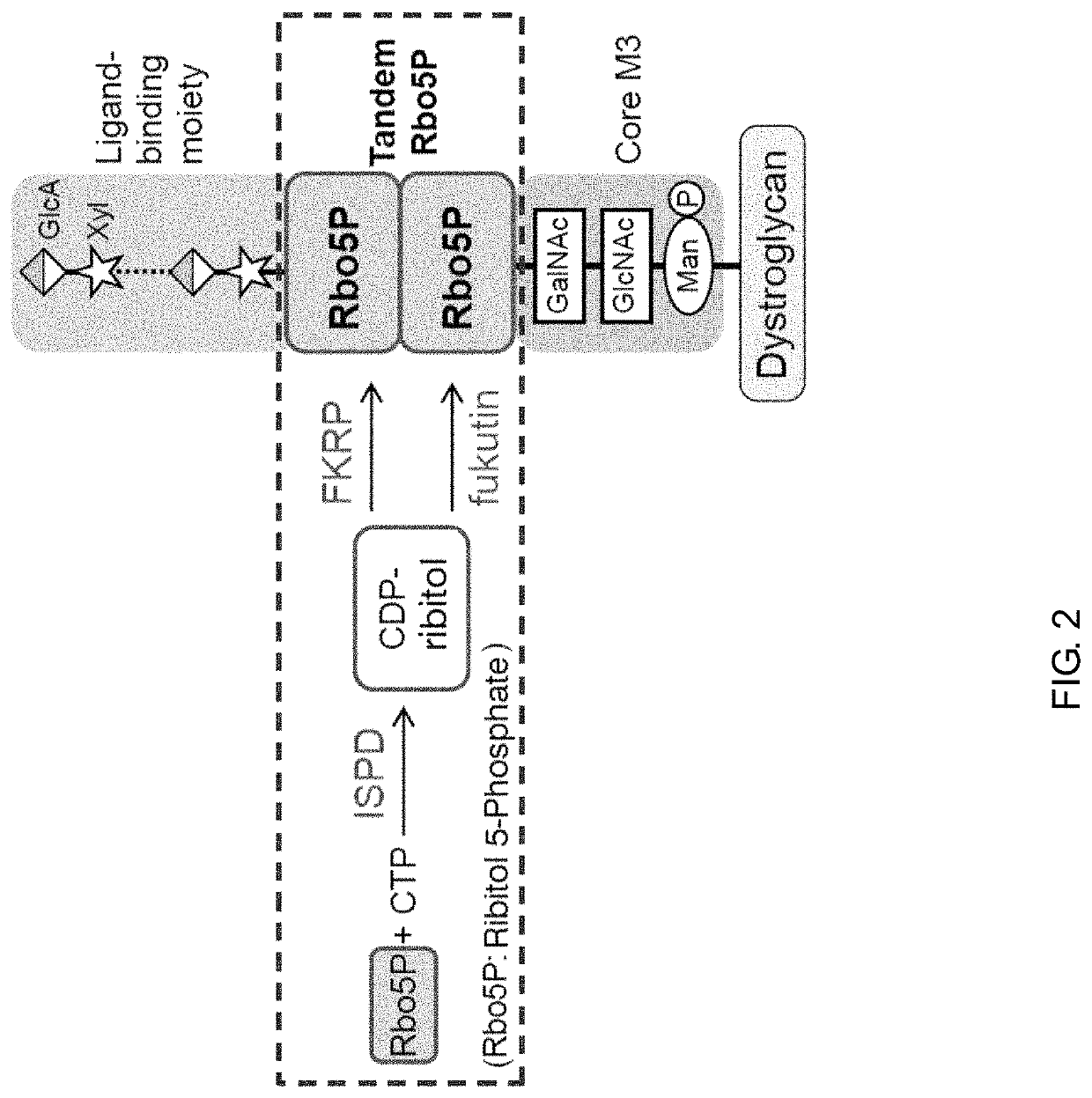 Therapeutic agent for diseases associated with abnormalities in dystroglycan sugar chain modification and method for assaying associated enzyme