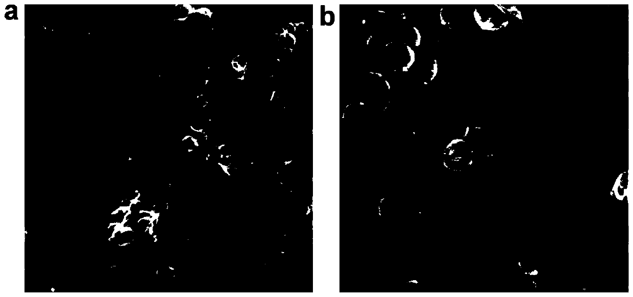 Monatomic catalyst, and preparation method and application thereof