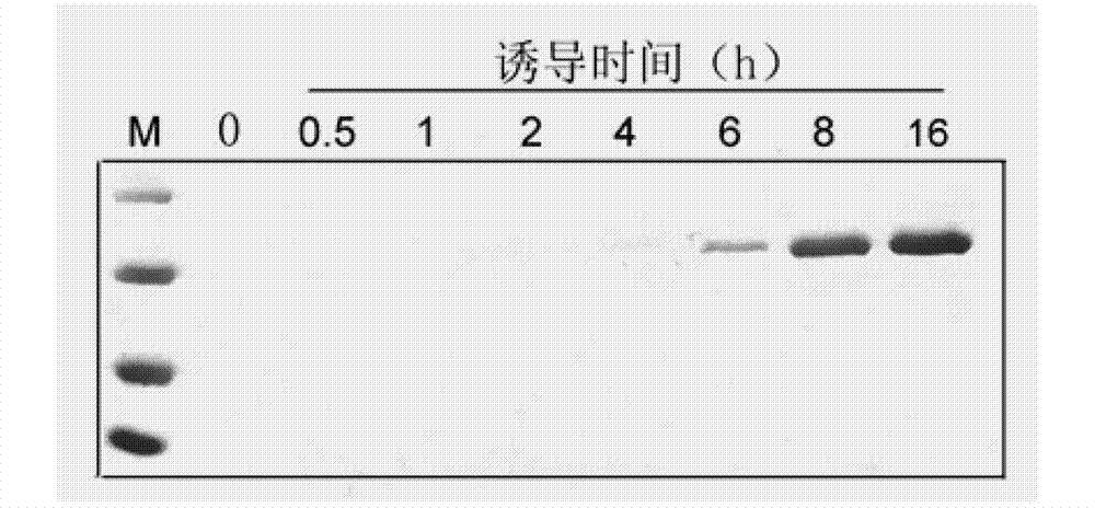 Application of cellulase in soluable and secretion expression of recombinant protein in escherichia coli