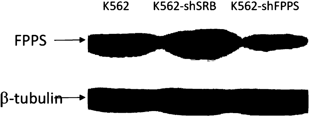 Method for producing chimeric antigen receptor modified gamma delta T cell