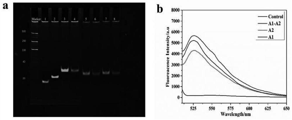 Method for rapidly detecting ricin through colloidal gold lateral flow chromatography and colloidal gold lateral flow chromatography kit