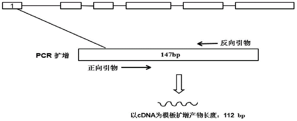 Method for detecting whether genome DNA contamination exists in cDNA sample of watermelon