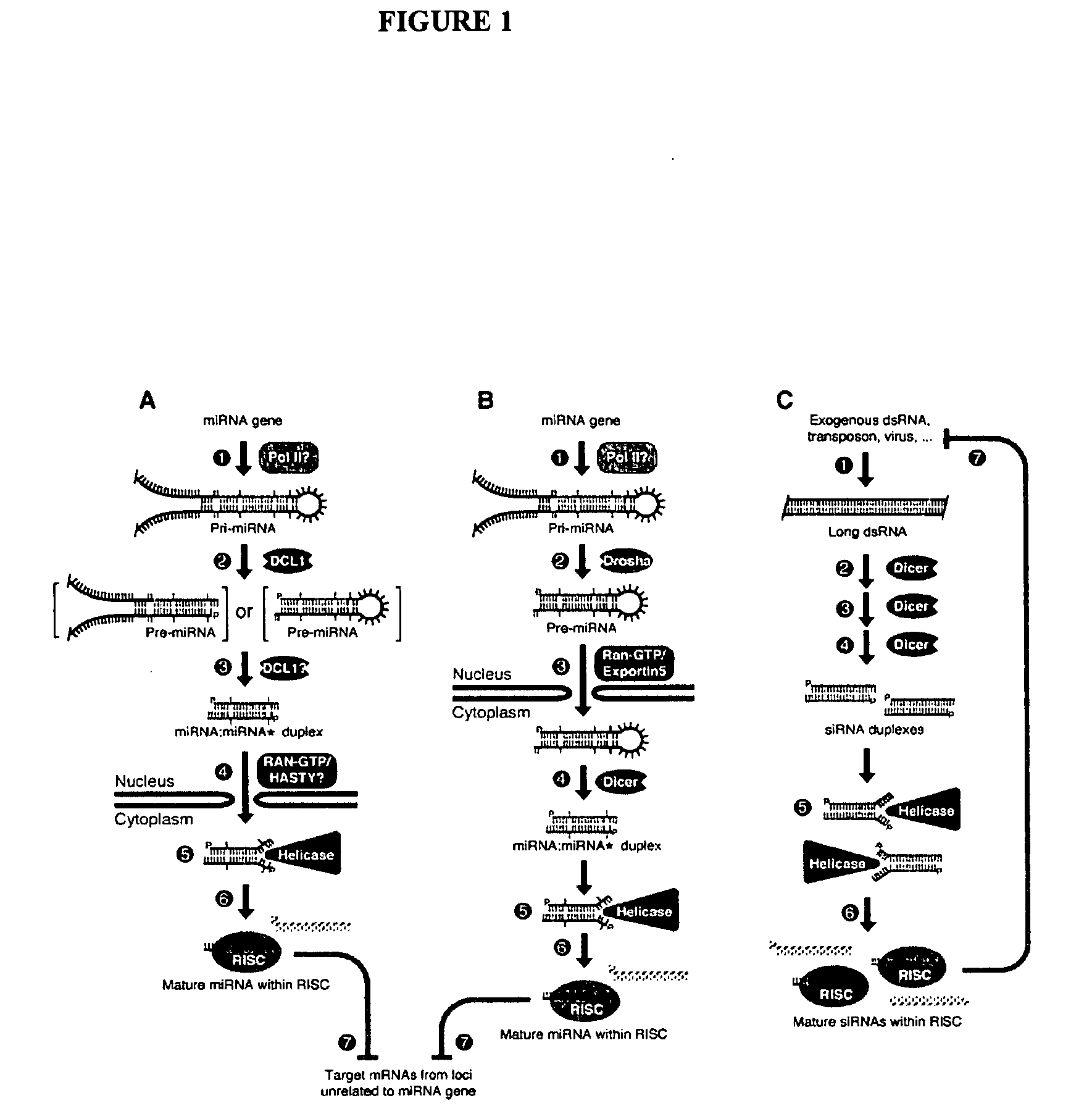 Micrornas and uses thereof