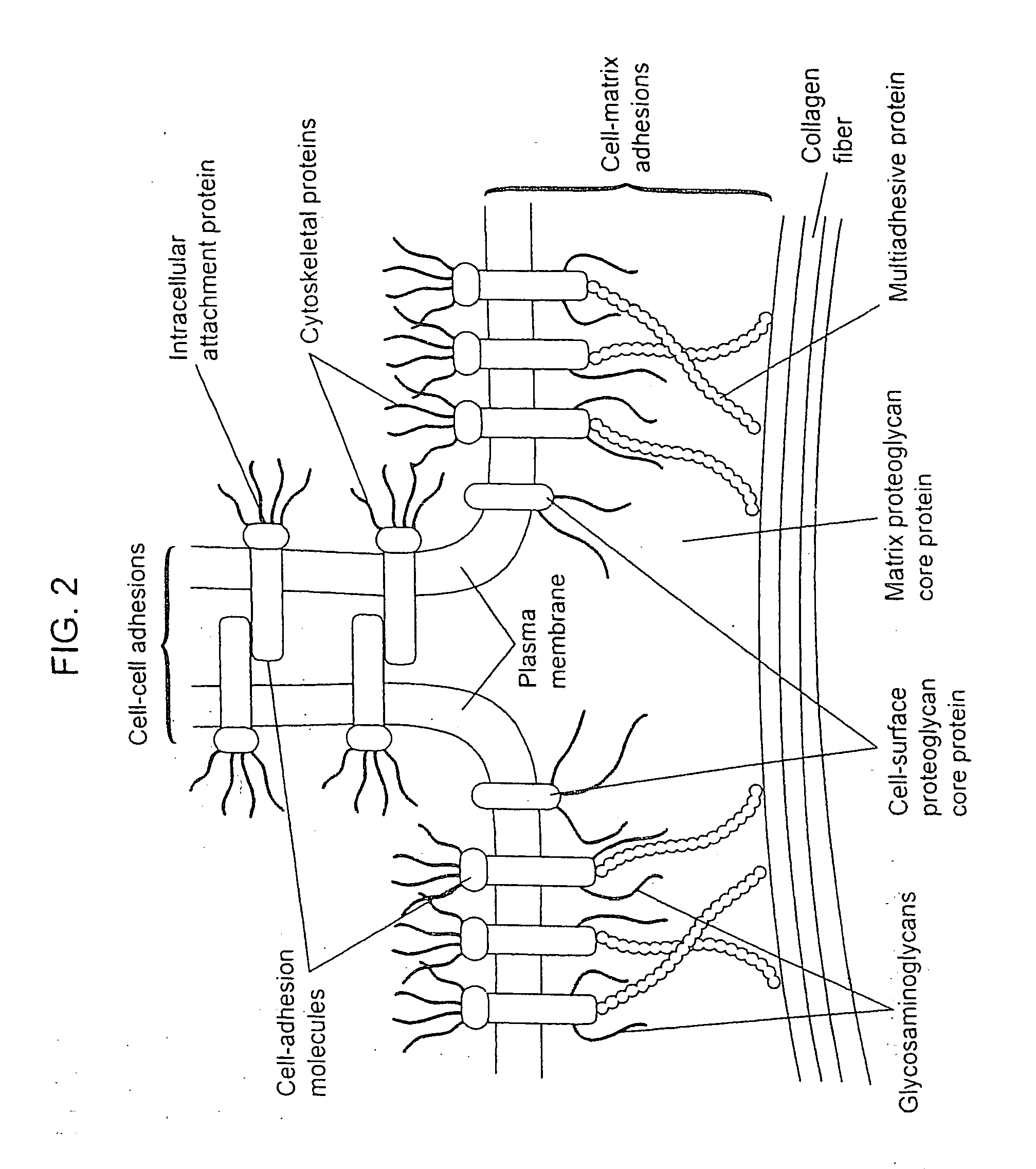 Compositions for Regenerating Defective or Absent Myocardium