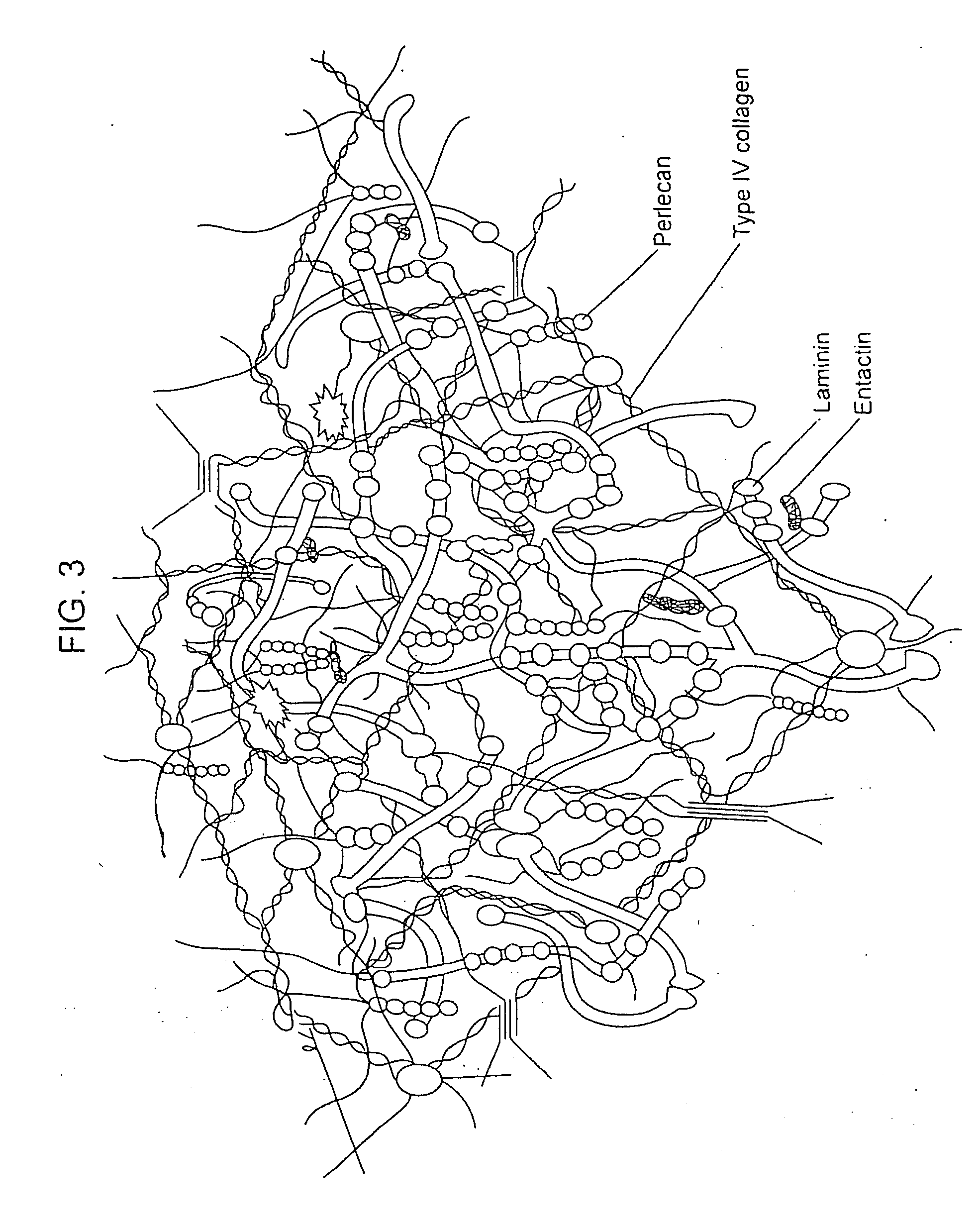 Compositions for Regenerating Defective or Absent Myocardium