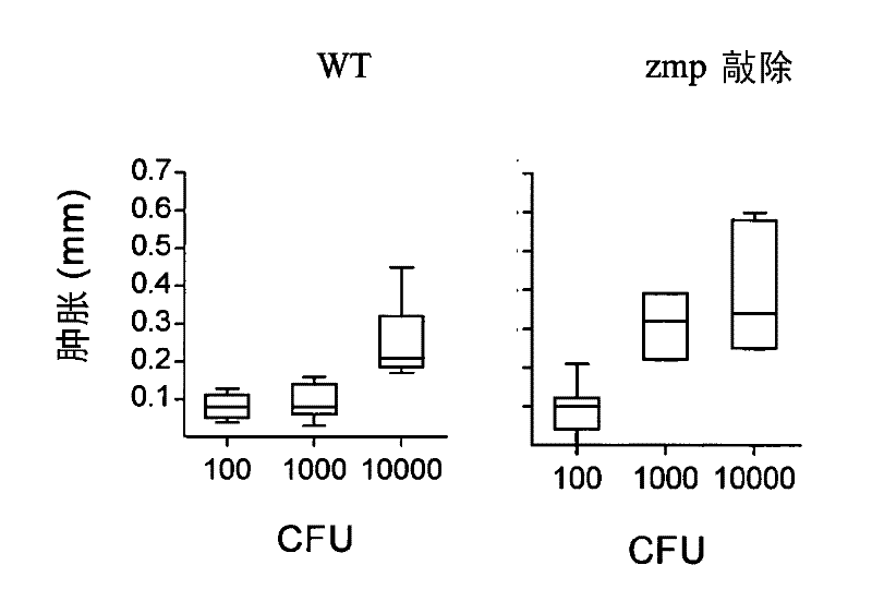 Mycobacterium tuberculosis vaccine