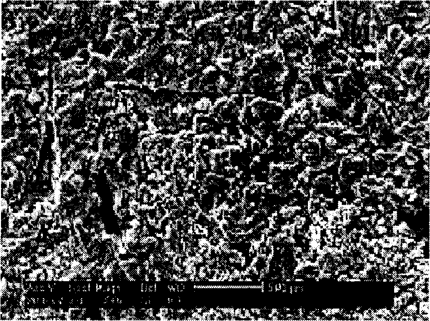 Culture method for ammonia-producing bacterium and its application