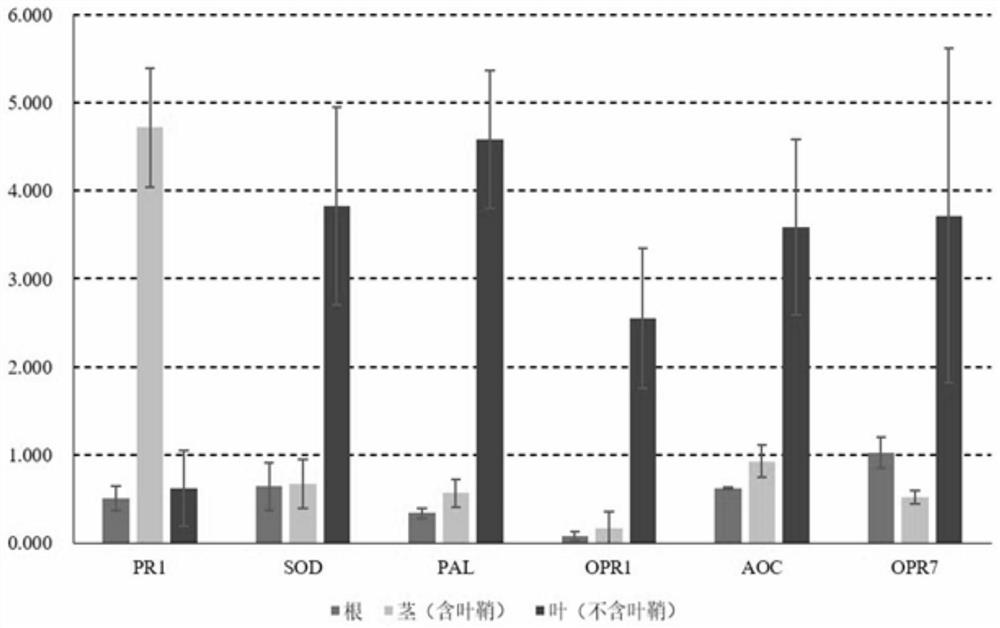 Maize sheath surface paenibacillus polymyxa strain and application thereof