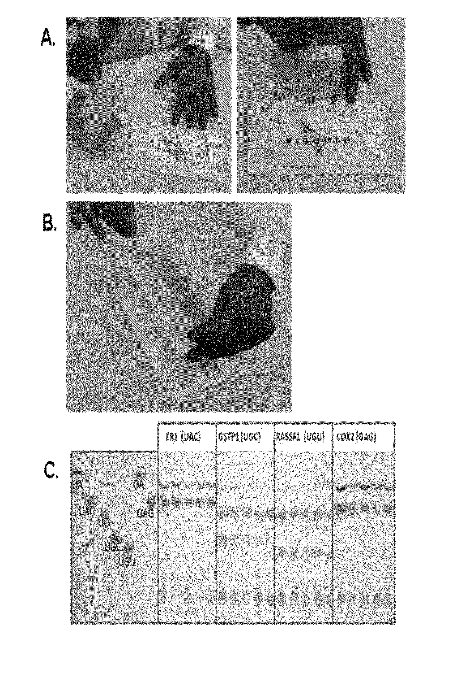 Abscription based molecular detection of DNA methylation