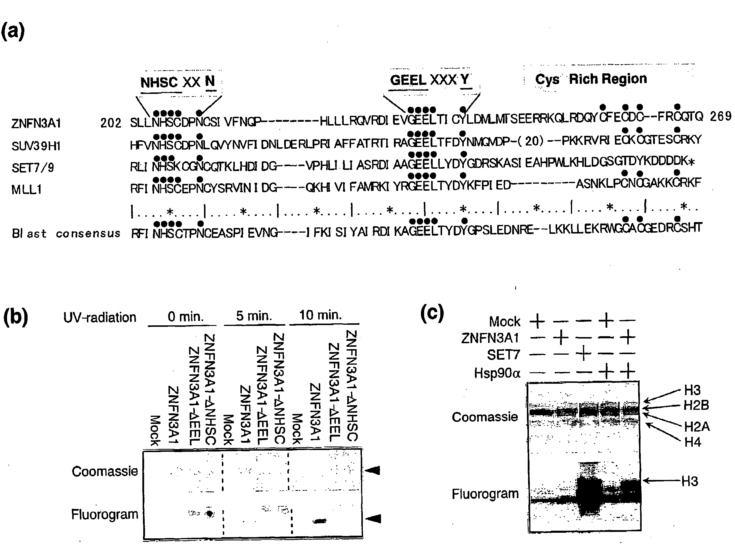 Methods of detecting methyl transferase activity and methods of screening for methyl transferase activity modulators