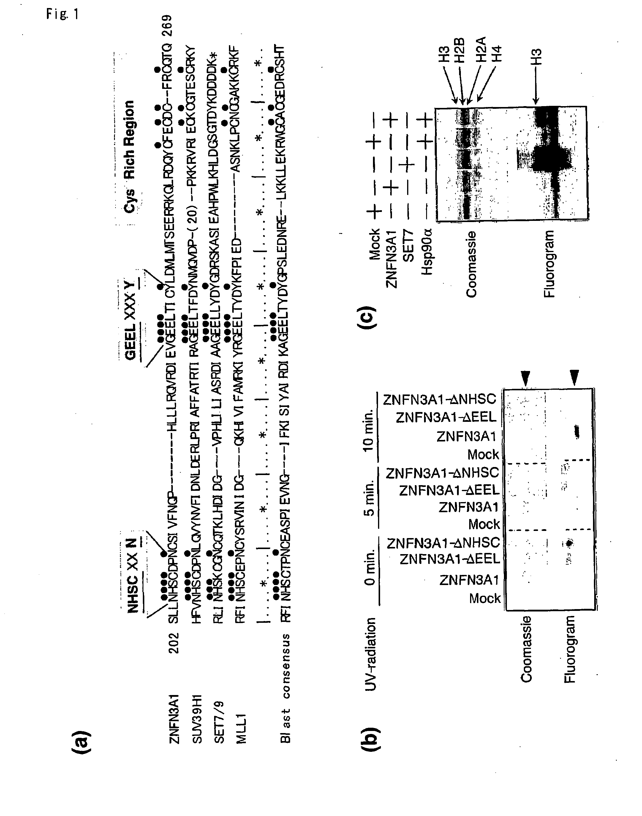 Methods of detecting methyl transferase activity and methods of screening for methyl transferase activity modulators