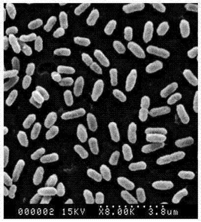 Hydrogen oxidizing bacteria wmq-7 and its isolation method and application