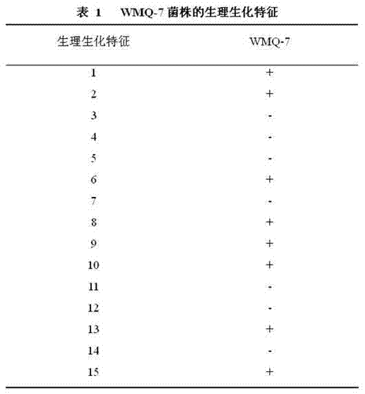 Hydrogen oxidizing bacteria wmq-7 and its isolation method and application