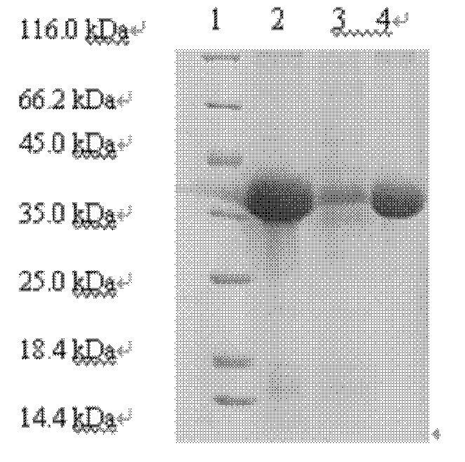 HIV (Human Immunodeficiency Virus) recombinant fusion antigen as well as expression gene and preparation method thereof