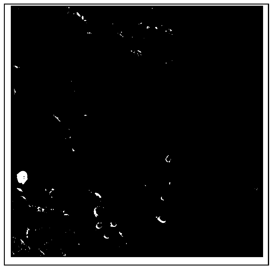 RES-scale shale equivalent three-dimensional pore parameter rapid extraction method