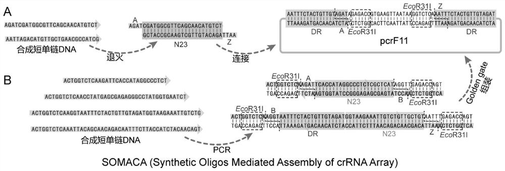 A Crispr Cpf1-based multiple gene editing and expression regulation system in Bacillus subtilis