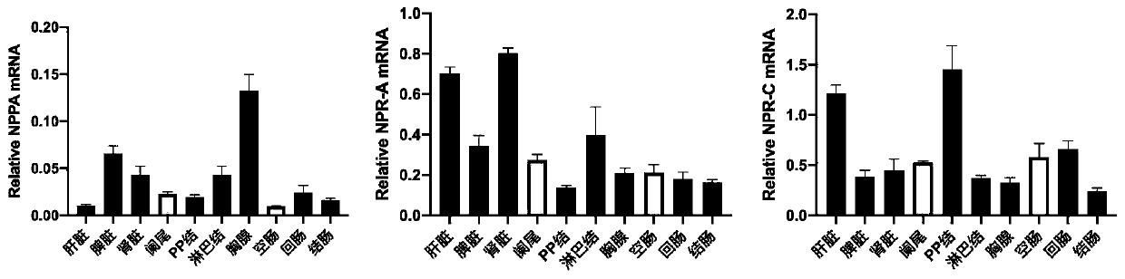 Application of atrial natriuretic peptide in preparation of medicine for treating inflammatory bowel diseases