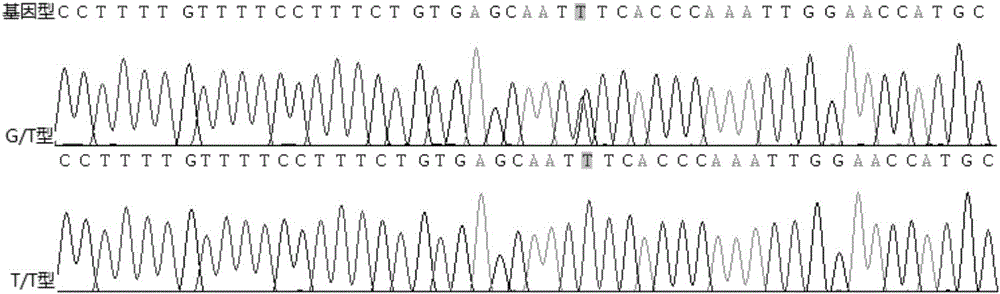 Rs8099917 genotyping dual-color fluorescence PCR rapid detection kit