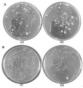 Silicon rubber/nano-silver-carrying modified montmorillonite nanometer antibacterial composite material and preparation method thereof