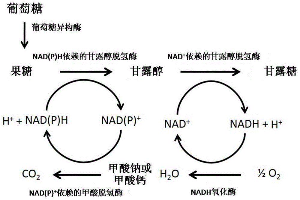 Method for preparing mannose through biological process