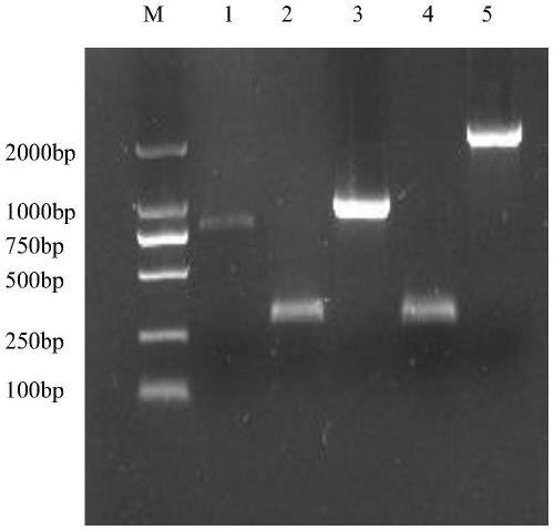 Saccharomyces cerevisiae S8-H with high yield of xylanase and application