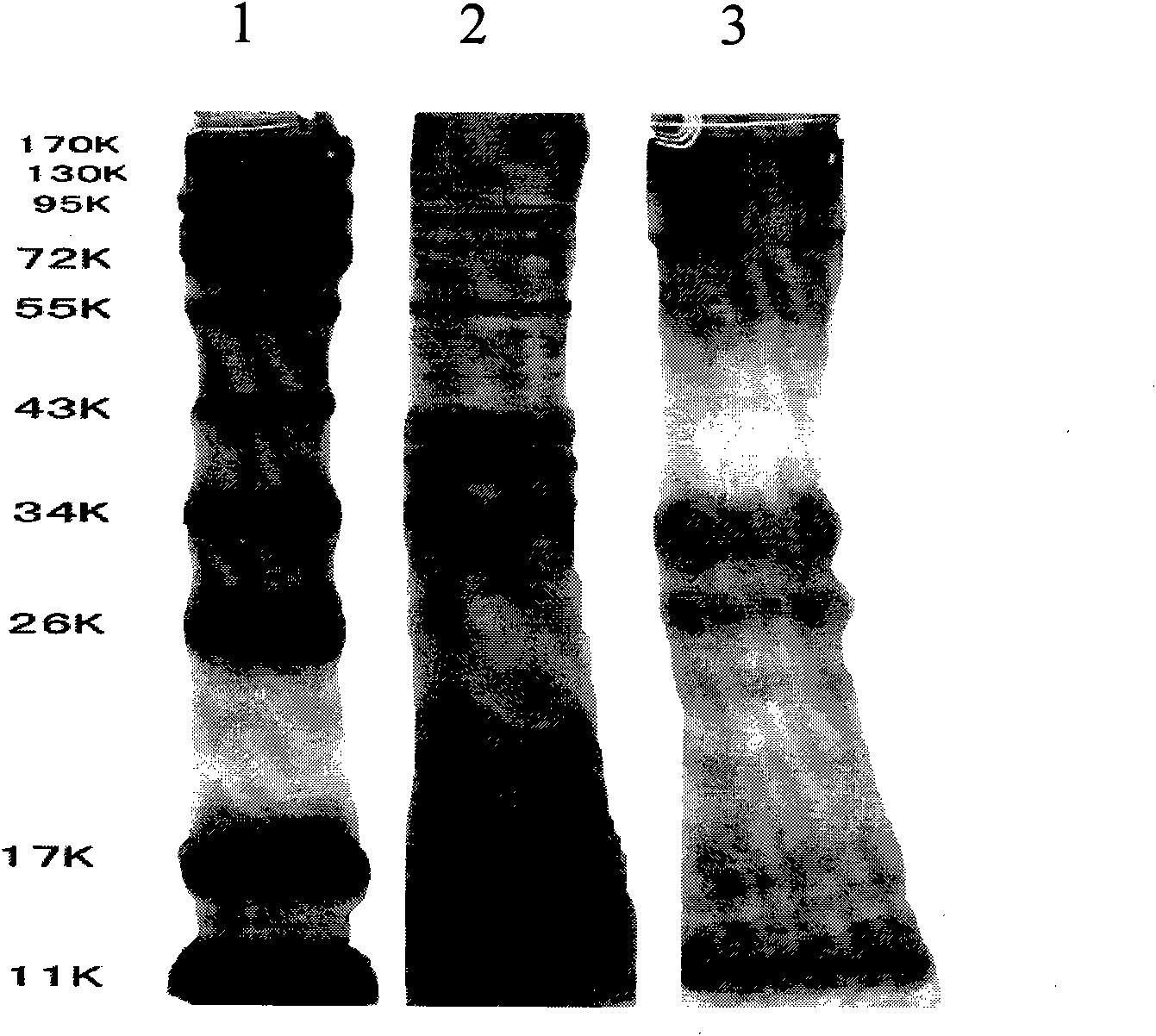 Vero cell HCP test kit and application thereof