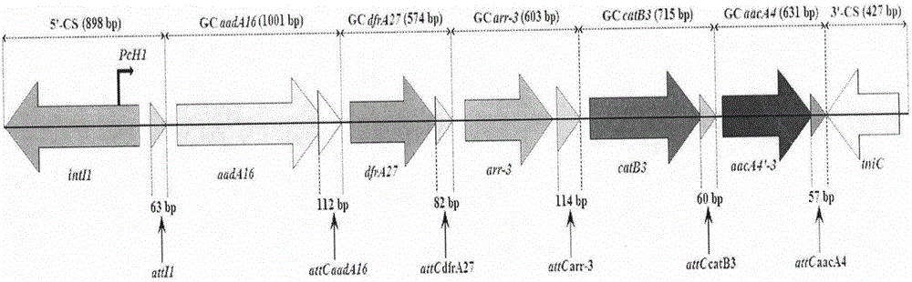 Novel integron In1290