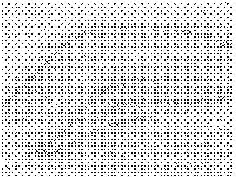 Excitatory amino-acid transporter-3 gene cRNA in-situ hybridization probes and preparation method thereof