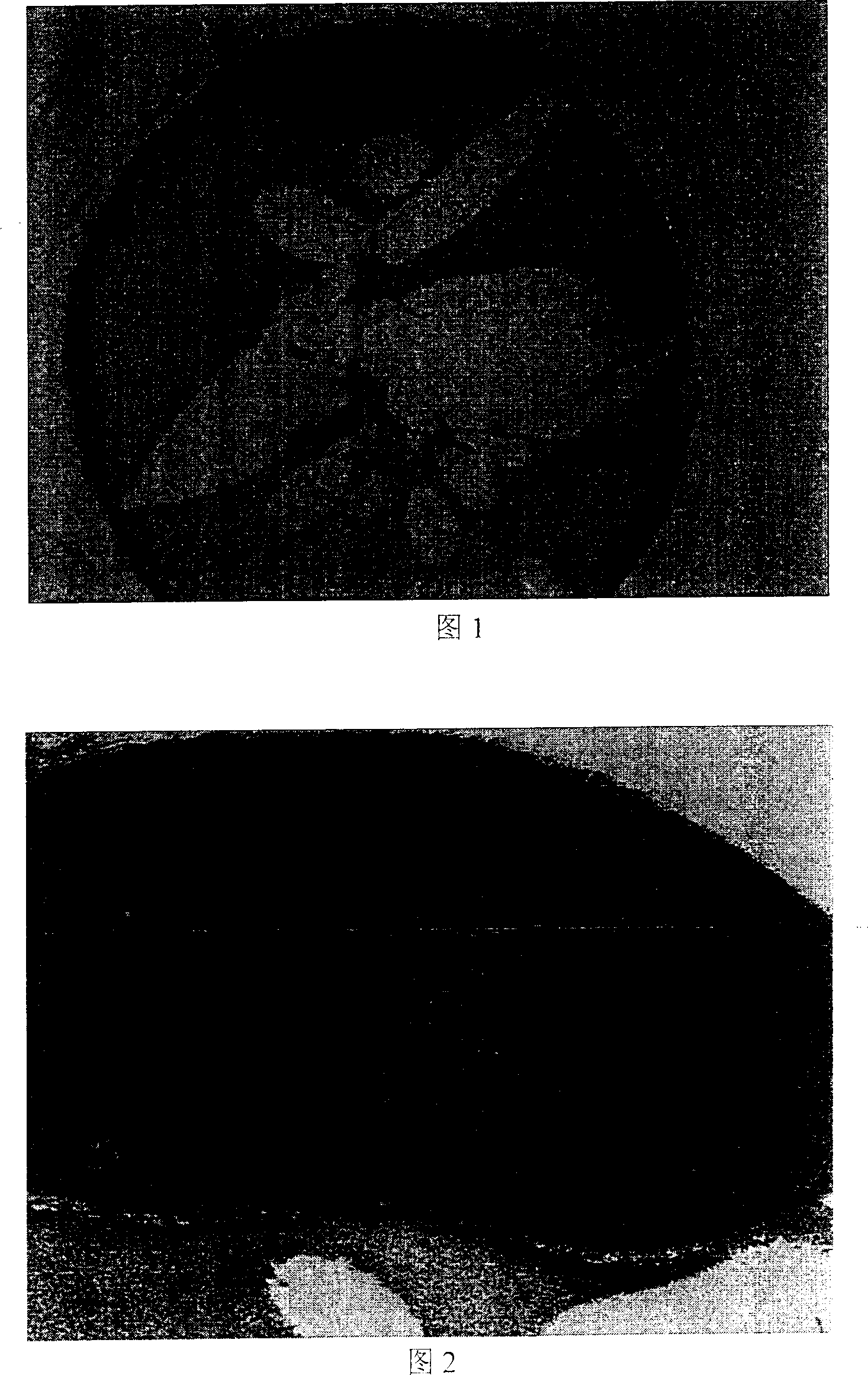 Tissue section cutting method for sea water left eye floundre and right eye founder fertilized egg