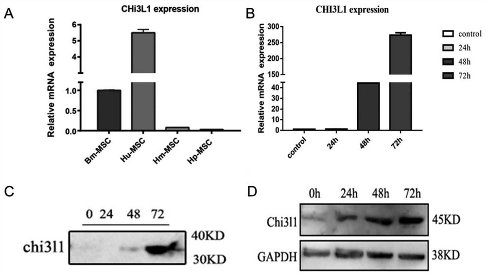 Application of Chi3l1 in regulation and control of immune regulation effect of hUC-MSCs for inhibiting Th17 differentiation meditation