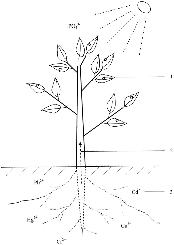 Method for improving repairing efficiency of heavy metal polluted plants