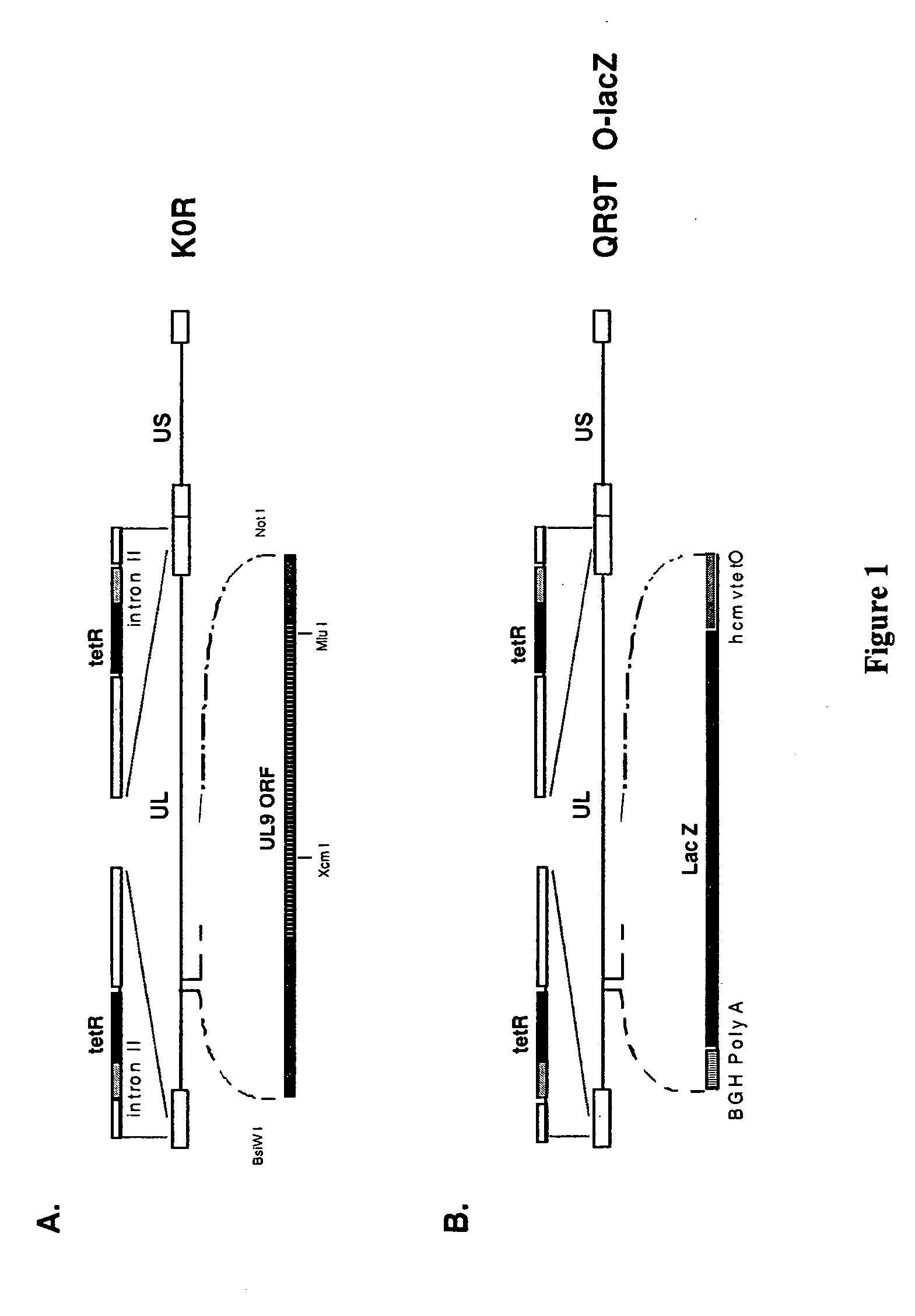 Tetracycline-regulated gene expression in HSV-1 vectors