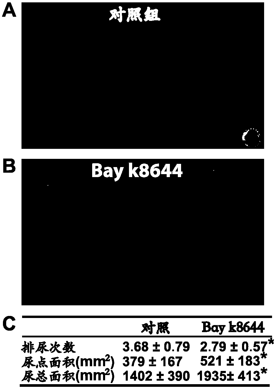 Application of L-type-voltage-gated-calcium-channel agonist to preparing medicine for treating mammal-bladder urinary dysfunction and evaluation method