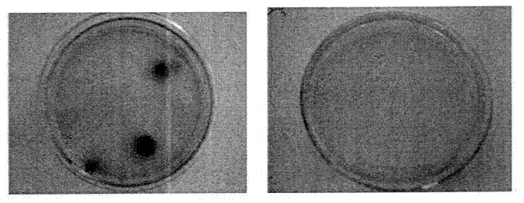 A cationic skeleton polymer capable of removing bacteria in the air and its preparation method