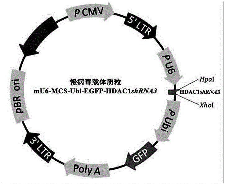 Synthesizing method and application for LV-HDAC1shRNA lentivirus of target silence HDAC1 gene