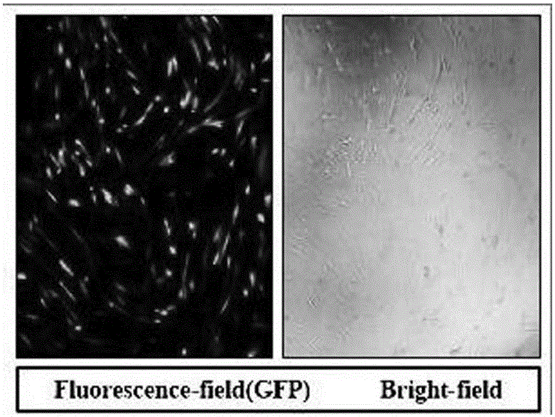 Synthesizing method and application for LV-HDAC1shRNA lentivirus of target silence HDAC1 gene