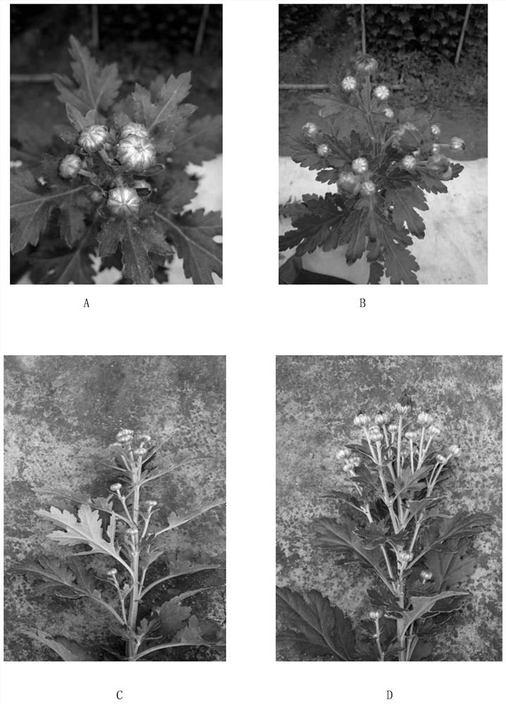 A kind of small chrysanthemum cultivation method based on supplementary light technology