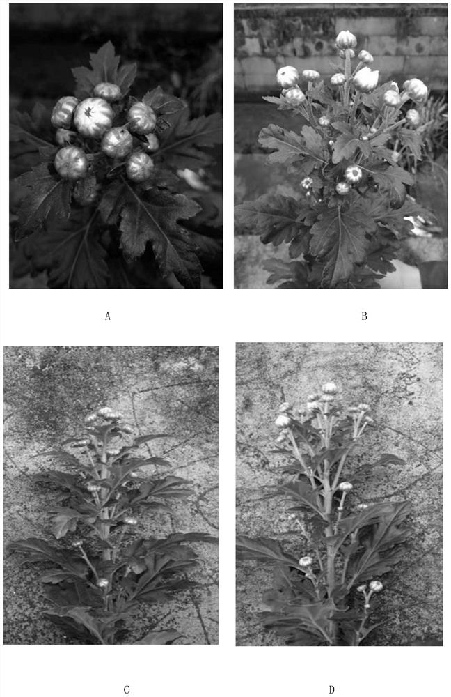 A kind of small chrysanthemum cultivation method based on supplementary light technology