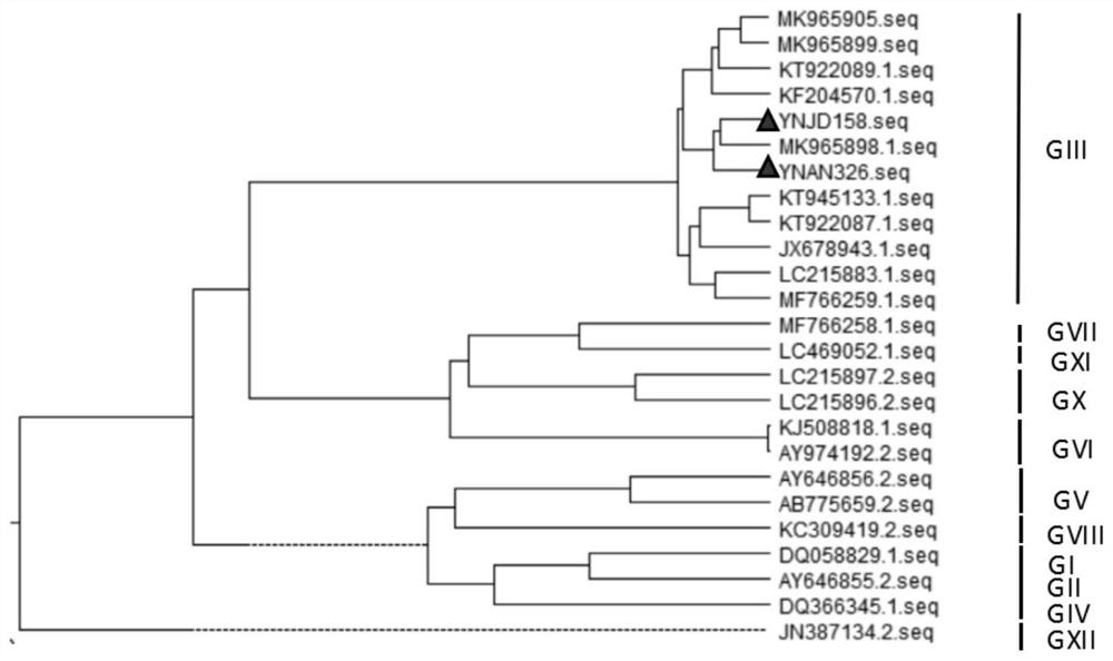 PoSaV GIII type strain whole genome amplification primer and amplification method thereof