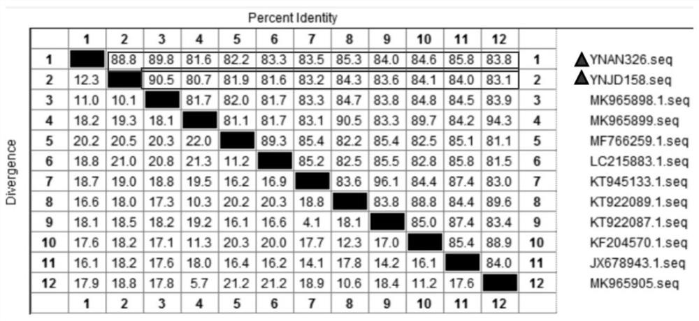 PoSaV GIII type strain whole genome amplification primer and amplification method thereof